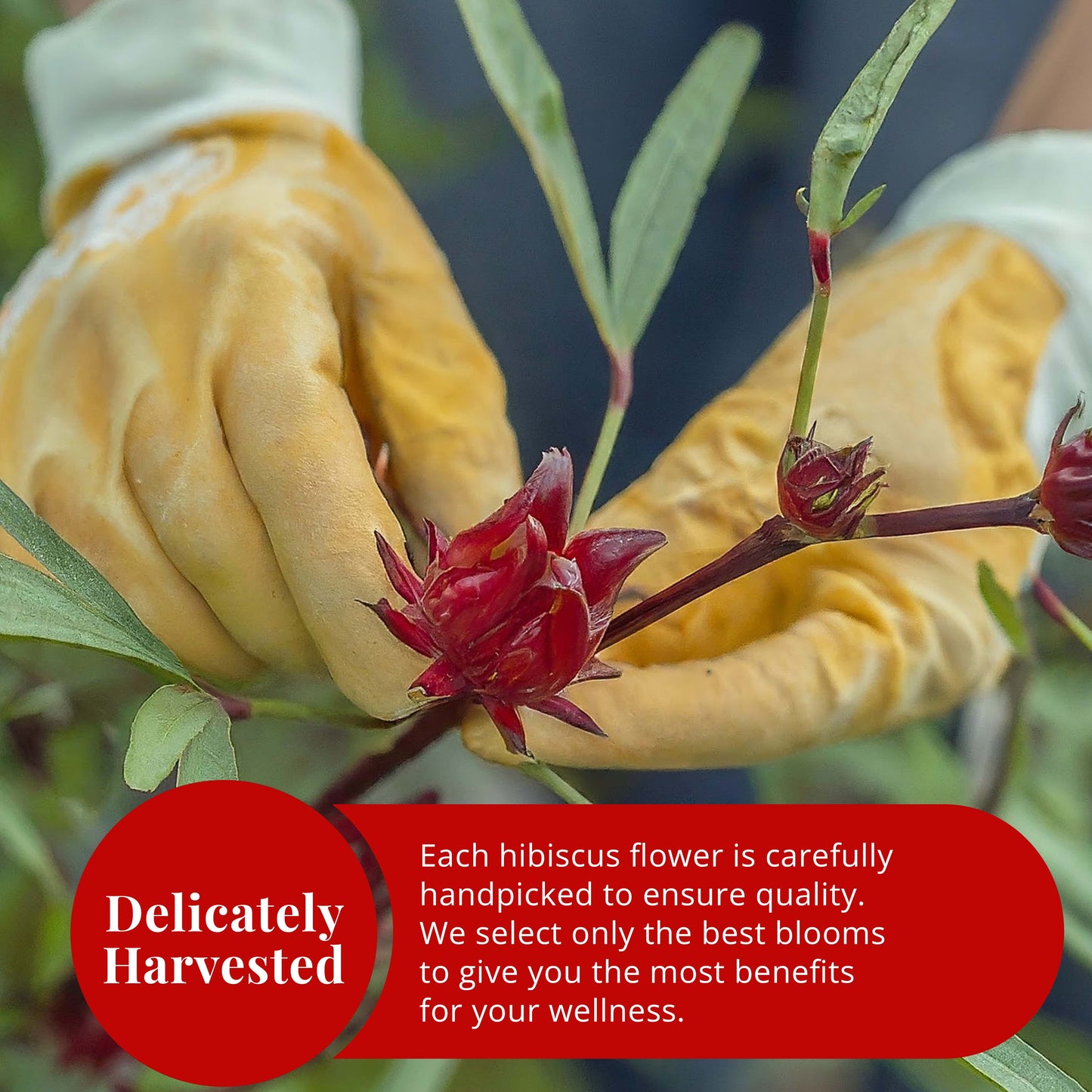 Akshit 5 oz. Dried Hibiscus Flowers (Flor de Jamaica) Tea | Loose Leaf Tea | Caffeine-Free | Vegan Friendly | Fleurs d'hibiscus – Antioxidant Herbal Tea