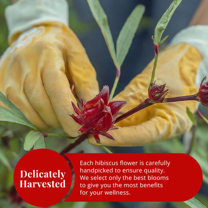 Akshit 5 oz. Dried Hibiscus Flowers (Flor de Jamaica) Tea | Loose Leaf Tea | Caffeine-Free | Vegan Friendly | Fleurs d'hibiscus – Antioxidant Herbal Tea