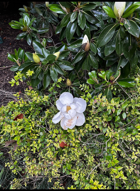 New! Prickly Pear Magnolia Restorative Body Balm